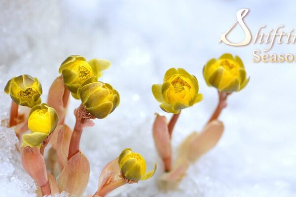 Meet the ‘Sunflower’ That Blooms Amid Ice and Snow in Heilongjiang Province Meet_the__Sunflower__That_Blooms_Amid_Ice_and_Snow_in_Heilongjiang_Province video poster