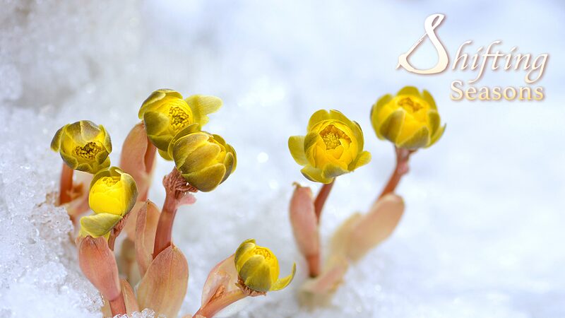 Meet_the__Sunflower__That_Blooms_Amid_Ice_and_Snow_in_Heilongjiang_Province_poster - News for amigos, by amigos Meet_the__Sunflower__That_Blooms_Amid_Ice_and_Snow_in_Heilongjiang_Province video poster