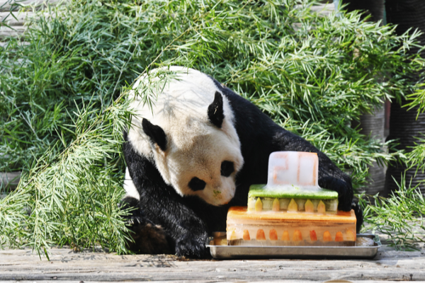 Meiling Turns 20: Jiangxi’s Beloved Panda Celebrates Milestone Birthday 🎉🐼 Meiling_Turns_20__Jiangxi_s_Beloved_Panda_Celebrates_Milestone_Birthday___