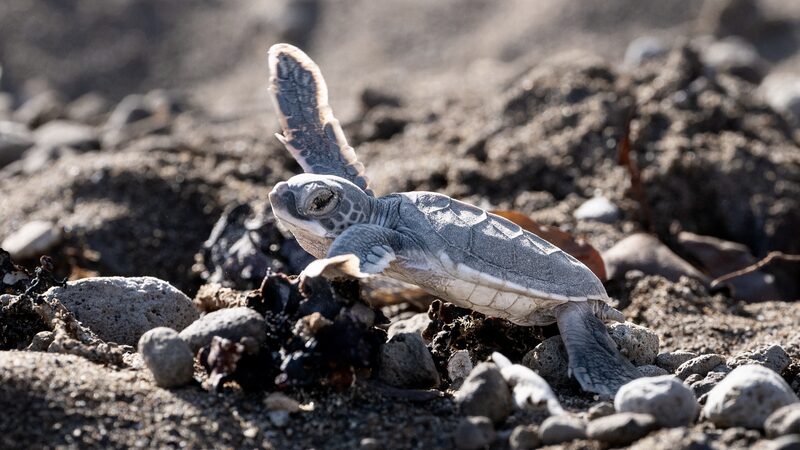 Mexico_Rushes_to_Save_Sea_Turtle_Eggs_as_Hurricane_Beryl_Approaches____ - News for amigos, by amigos Mexico_Rushes_to_Save_Sea_Turtle_Eggs_as_Hurricane_Beryl_Approaches____