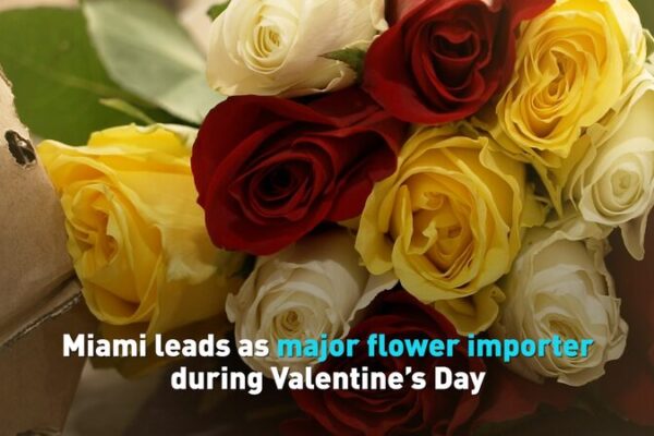 Miami Blossoms: Leading the Way in Valentine’s Day Flower Imports 🌹 Miami_Blossoms__Leading_the_Way_in_Valentine_s_Day_Flower_Imports__ video poster