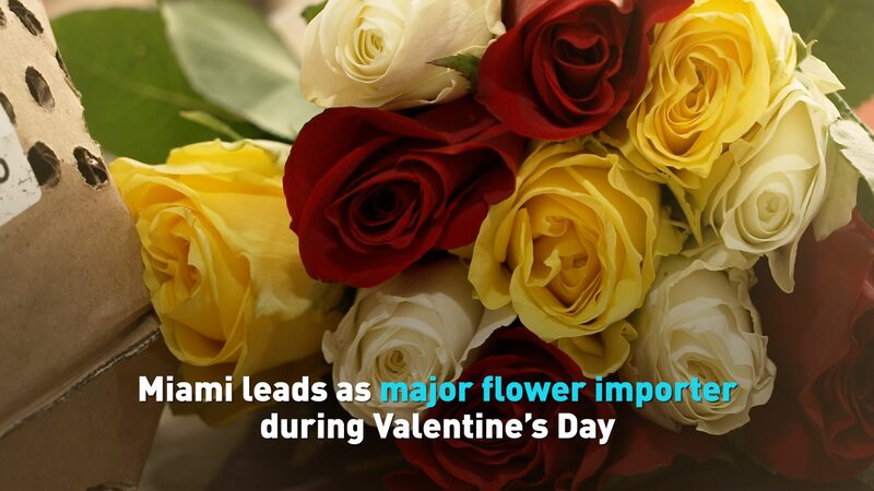 Miami_Blossoms__Leading_the_Way_in_Valentine_s_Day_Flower_Imports__ video poster