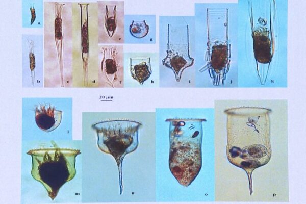 Microscopic Marvels: Chinese Scientists Dive into Antarctic Plankton Secrets 🌊🔬 Microscopic_Marvels__Chinese_Scientists_Dive_into_Antarctic_Plankton_Secrets___ video poster