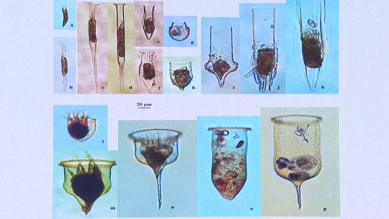 Microscopic_Marvels__Chinese_Scientists_Dive_into_Antarctic_Plankton_Secrets____poster - News for amigos, by amigos Microscopic_Marvels__Chinese_Scientists_Dive_into_Antarctic_Plankton_Secrets___ video poster