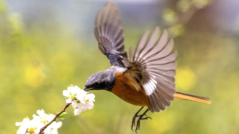 Migrating_Red_Flanked_Bluetails_Soar_Through_Beijing_s_Spring_Skies___ - News for amigos, by amigos Migrating_Red_Flanked_Bluetails_Soar_Through_Beijing_s_Spring_Skies___