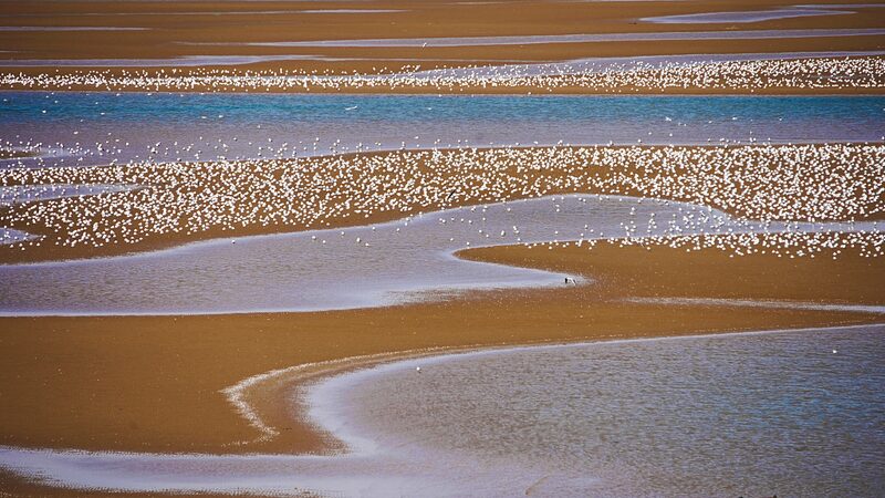 Migratory_Birds_Flock_to_Hebei_s_Wetlands__Creating_a_Picturesque_Scene video poster