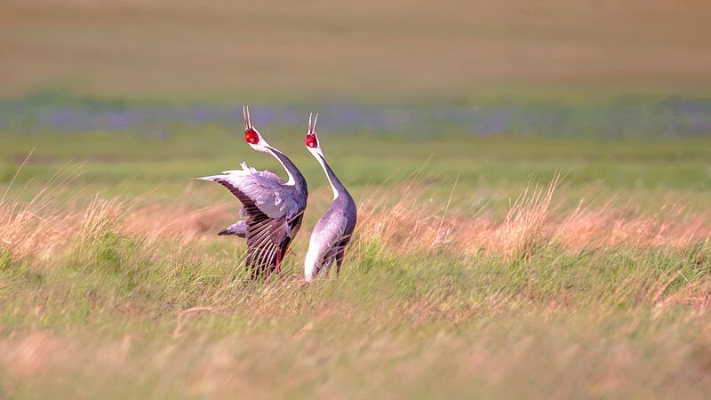 Migratory_Birds_Flock_to_Northern_Beijing_s_Waters_poster - News for amigos, by amigos Migratory_Birds_Flock_to_Northern_Beijing_s_Waters video poster