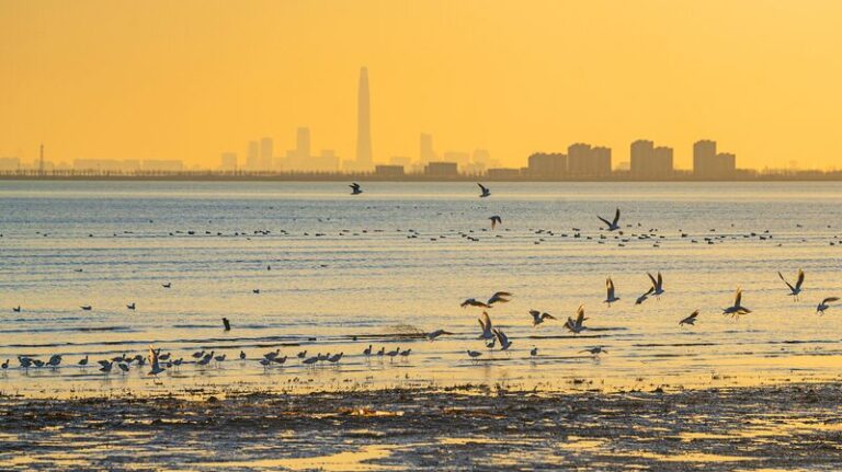 Migratory_Birds_Flock_to_Tianjin_s_Coastal_Wetlands___