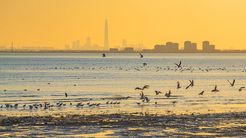 Migratory_Birds_Flock_to_Tianjin_s_Coastal_Wetlands___ - News for amigos, by amigos Migratory_Birds_Flock_to_Tianjin_s_Coastal_Wetlands___
