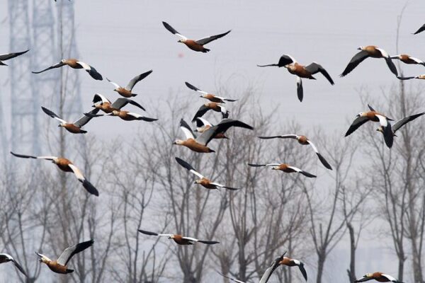 Migratory_Birds_Turn_Hebei_s_Wetlands_into_a_Nature_Paradise___ video poster