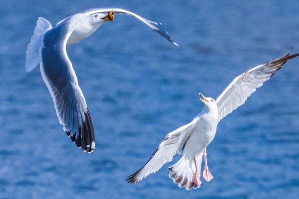 Migratory Gulls Flock to Hunhe River, Dazzling Visitors in Northeast China Migratory_Gulls_Flock_to_Hunhe_River__Dazzling_Visitors_in_Northeast_China