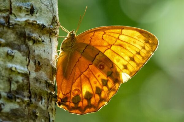 Millions of Butterflies Paint Yunnan’s Honghe Valley in Colorful Flight Millions_of_Butterflies_Paint_Yunnan_s_Honghe_Valley_in_Colorful_Flight