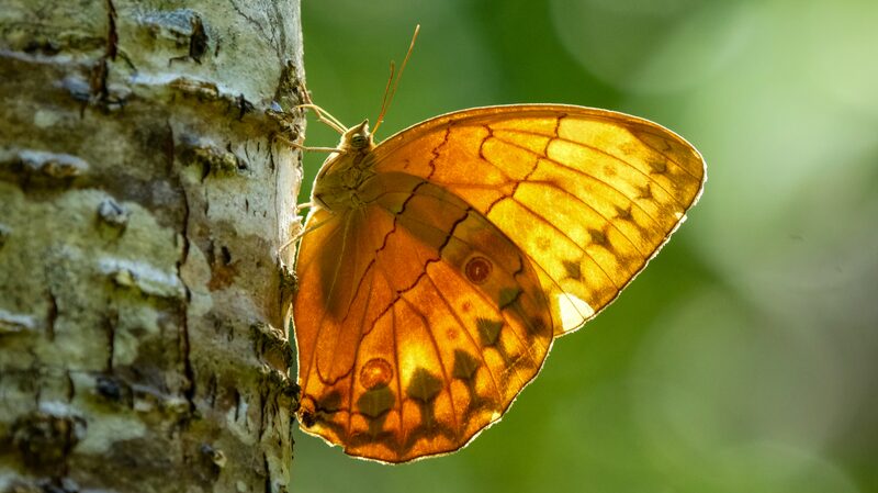 Millions_of_Butterflies_Paint_Yunnan_s_Honghe_Valley_in_Colorful_Flight - News for amigos, by amigos Millions_of_Butterflies_Paint_Yunnan_s_Honghe_Valley_in_Colorful_Flight