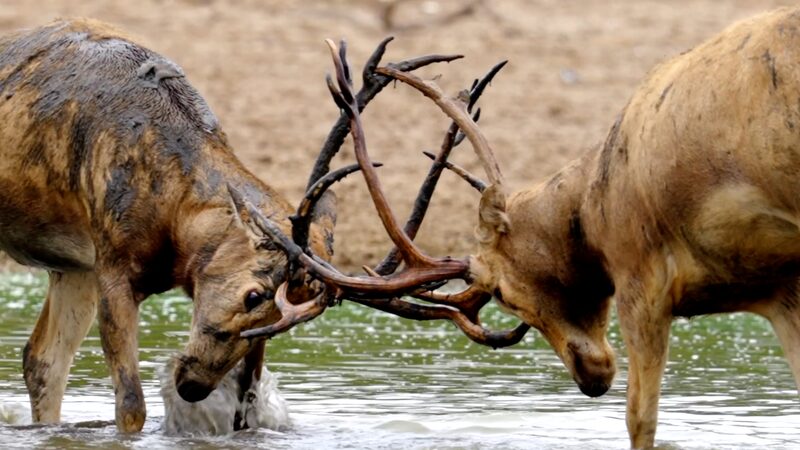 Milu_Deer_Make_a_Comeback__China_s_Lost_Species_Returns_Home___poster - News for amigos, by amigos Milu_Deer_Make_a_Comeback__China_s_Lost_Species_Returns_Home__ video poster