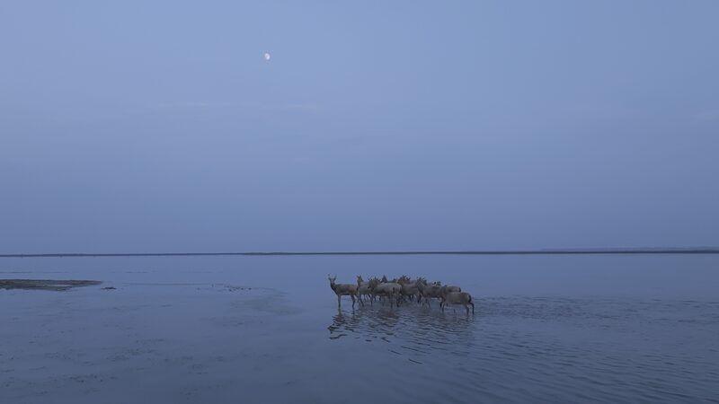 Milu_Deer_Make_a_Comeback_in_Jiangsu_s_Dafeng_Reserve____ video poster