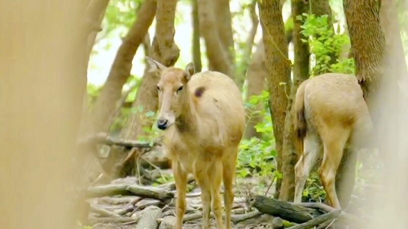 Milu_Deer_Roam_Free_in_Jiangsu_s_Enchanted_Forests____poster - News for amigos, by amigos Milu_Deer_Roam_Free_in_Jiangsu_s_Enchanted_Forests___ video poster