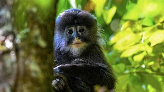 Monkey Moms: Caring Tales of Phayre’s Leaf Monkeys in Yunnan Monkey_Moms__Caring_Tales_of_Phayre_s_Leaf_Monkeys_in_Yunnan video poster