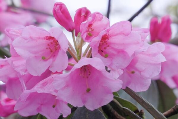 Mount Fanjing’s Azalea Spectacle: A Bloom Worth the Wait Mount_Fanjing_s_Azalea_Spectacle__A_Bloom_Worth_the_Wait video poster