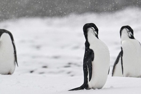 Mystery in Antarctica: Thousands of Penguins Found Dead 🐧💔 Mystery_in_Antarctica__Thousands_of_Penguins_Found_Dead___