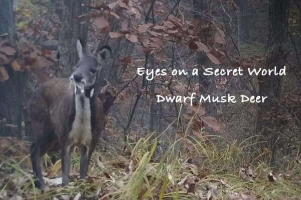 Mystery of the Foaming Dwarf Musk Deer Unveiled by Hidden Cameras Mystery_of_the_Foaming_Dwarf_Musk_Deer_Unveiled_by_Hidden_Cameras video poster