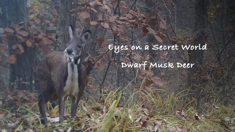 Mystery_of_the_Foaming_Dwarf_Musk_Deer_Unveiled_by_Hidden_Cameras video poster