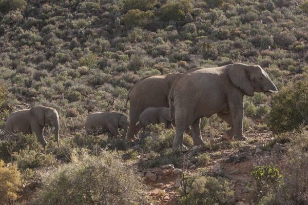 Namibia_s_Wildlife_Crisis__Over_700_Animals_to_be_Culled_Due_to_Drought___