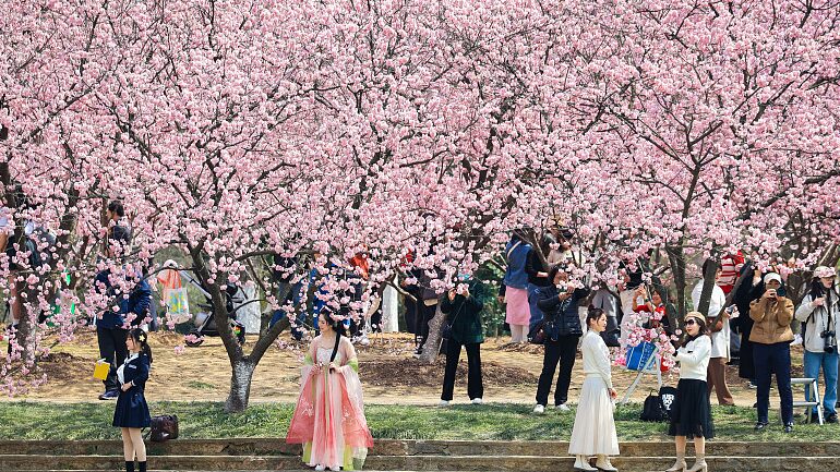 Nanjing_s_Cherry_Blossoms__A_Springtime_Spectacle__ - News for amigos, by amigos Nanjing_s_Cherry_Blossoms__A_Springtime_Spectacle__