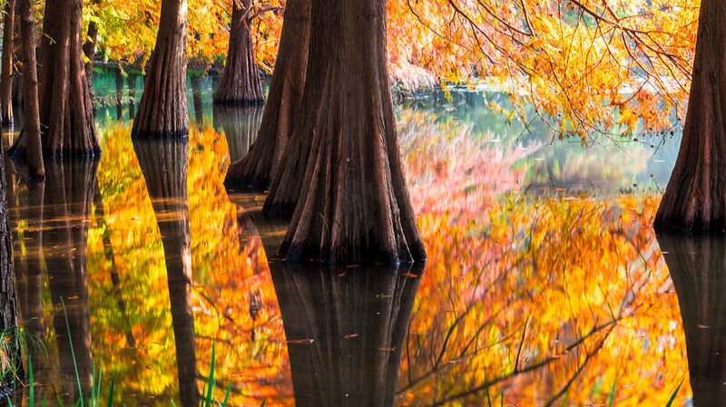 Nanjing_s_Lake_Mirrors_Turn_Forests_into_a_Living_Masterpiece__ - News for amigos, by amigos Nanjing_s_Lake_Mirrors_Turn_Forests_into_a_Living_Masterpiece__