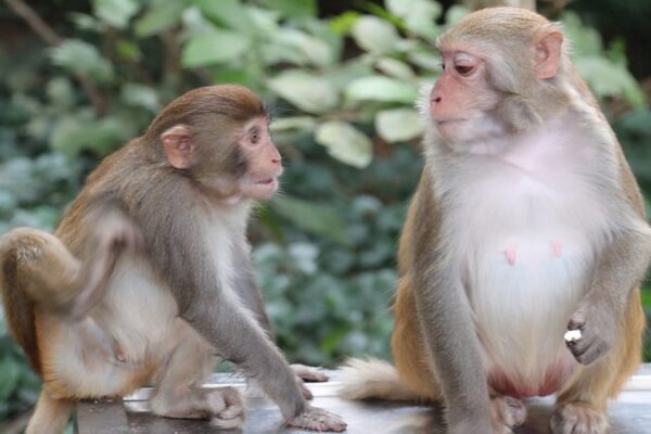Nanwan Monkey Island: A Tropical Monkey Paradise in Hainan 🌴🐒 Nanwan_Monkey_Island__A_Tropical_Monkey_Paradise_in_Hainan___