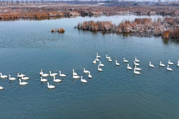 Nature Reserves in China and France Buzzing with Wildlife Comebacks! 🦜🌿 Nature_Reserves_in_China_and_France_Buzzing_with_Wildlife_Comebacks____