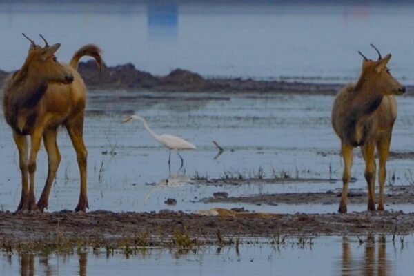 Nature’s Harmony: Milu Deer and Migratory Birds Thrive Together in Jiangsu 🦌🐦 Nature_s_Harmony__Milu_Deer_and_Migratory_Birds_Thrive_Together_in_Jiangsu___