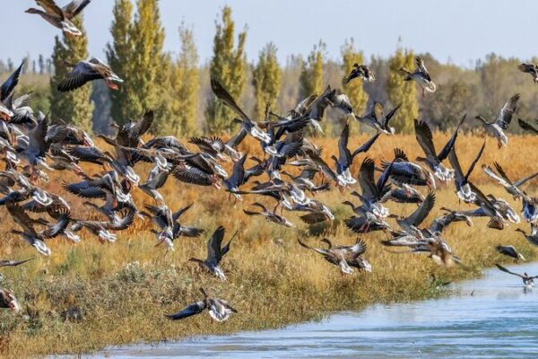 Nature’s Spectacle: Migratory Birds Grace the Chinese Mainland’s Autumn Skies Nature_s_Spectacle__Migratory_Birds_Grace_the_Chinese_Mainland_s_Autumn_Skies