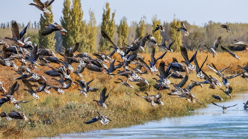 Nature_s_Spectacle__Migratory_Birds_Grace_the_Chinese_Mainland_s_Autumn_Skies - News for amigos, by amigos Nature_s_Spectacle__Migratory_Birds_Grace_the_Chinese_Mainland_s_Autumn_Skies