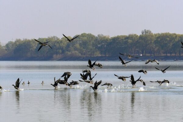 Nature’s Spectacle: Wild Geese Migrate to China’s Suya Lake 🦢❄️ Nature_s_Spectacle__Wild_Geese_Migrate_to_China_s_Suya_Lake____