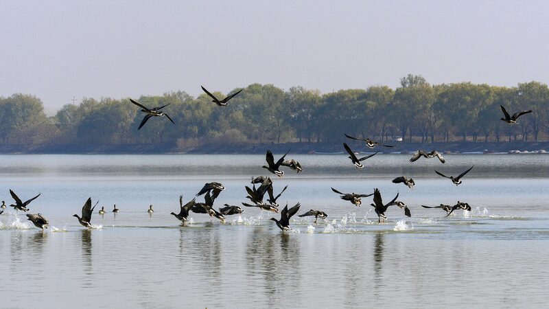 Nature_s_Spectacle__Wild_Geese_Migrate_to_China_s_Suya_Lake____