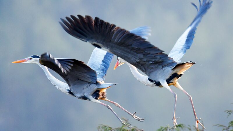 Nature_s_Symphony__Gray_Herons_Nest_in_Southwest_China_s_Dangzhai_Village___ - News for amigos, by amigos Nature_s_Symphony__Gray_Herons_Nest_in_Southwest_China_s_Dangzhai_Village___