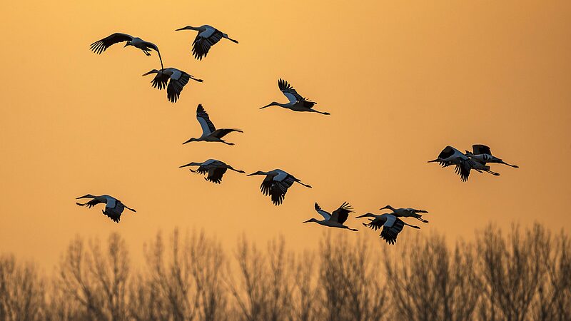 Nearly_300_Endangered_Storks_Spotted_in_North_China_s_Wetland