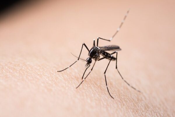 New Device Separates Mosquitoes, Tackles Diseases 🦟🚀 New_Device_Separates_Mosquitoes__Tackles_Diseases___