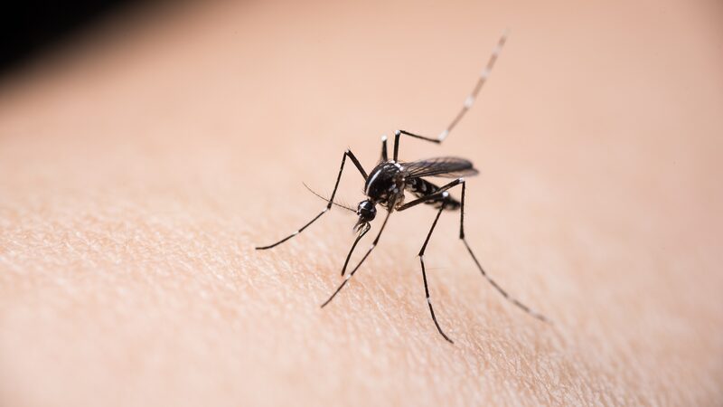 New_Device_Separates_Mosquitoes__Tackles_Diseases___ - News for amigos, by amigos New_Device_Separates_Mosquitoes__Tackles_Diseases___