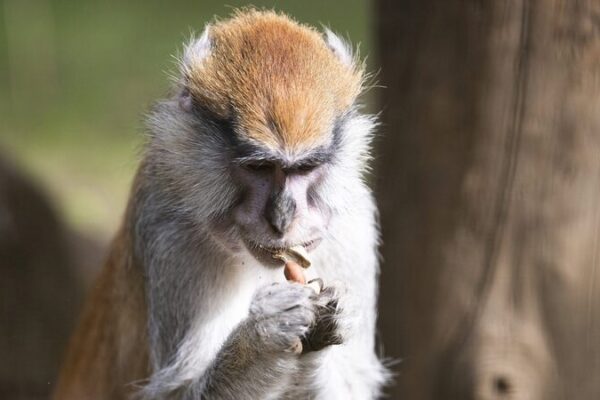 🐒 New Monkey Squad from Poland Joins Hungary’s Sosto Zoo! __New_Monkey_Squad_from_Poland_Joins_Hungary_s_Sosto_Zoo_