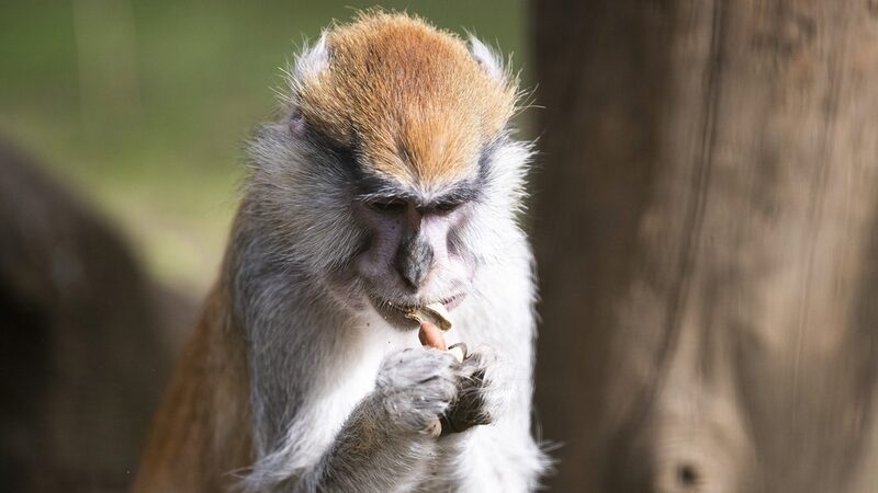 New_Monkey_Squad_from_Poland_Joins_Hungary_s_Sosto_Zoo_ - News for amigos, by amigos __New_Monkey_Squad_from_Poland_Joins_Hungary_s_Sosto_Zoo_