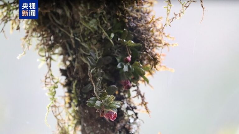 __New_Orchid_Species_Discovered_in_China_s_Panda_Habitat_