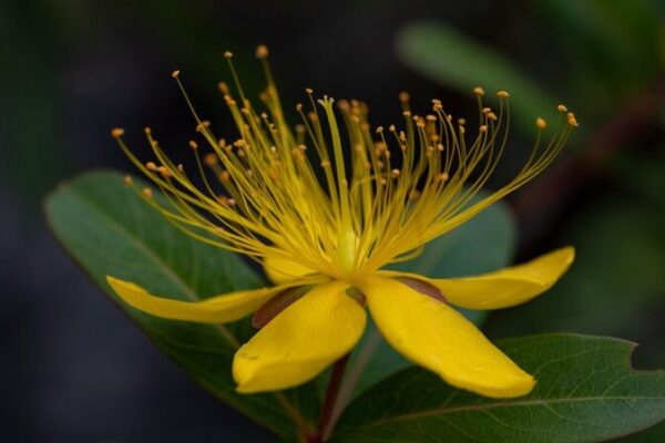 🌿 New Plant Species Unearthed in SW China’s Guizhou Province! __New_Plant_Species_Unearthed_in_SW_China_s_Guizhou_Province_