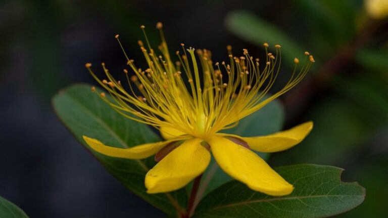 __New_Plant_Species_Unearthed_in_SW_China_s_Guizhou_Province_