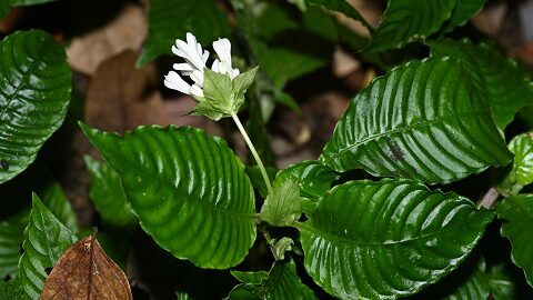 🌿 New Plant Species Unearthed in Southwest China’s Yunnan Province! __New_Plant_Species_Unearthed_in_Southwest_China_s_Yunnan_Province_