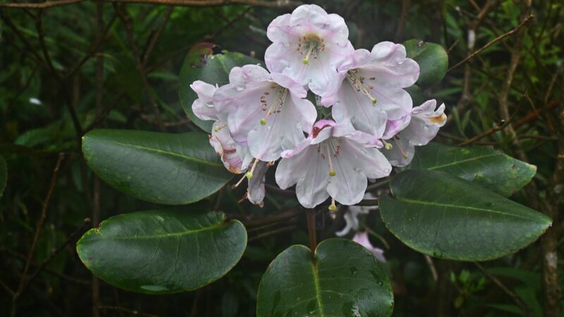 New_Rhododendron_Species_Blossoms_in_Guangxi__ - News for amigos, by amigos New_Rhododendron_Species_Blossoms_in_Guangxi__