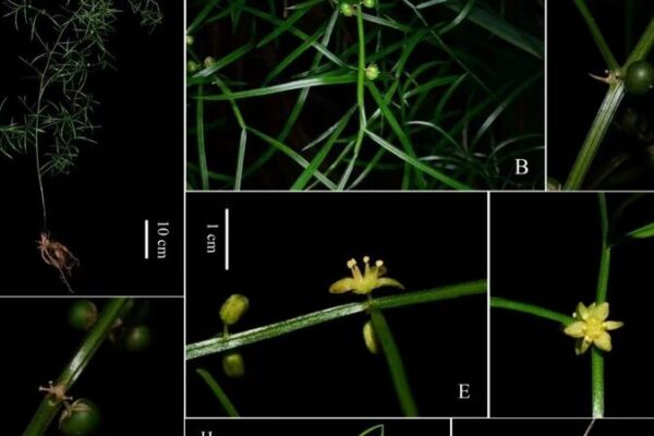 New Species Alert: Asparagus dabieshanensis Discovered in China’s Dabie Mountains New_Species_Alert__Asparagus_dabieshanensis_Discovered_in_China_s_Dabie_Mountains