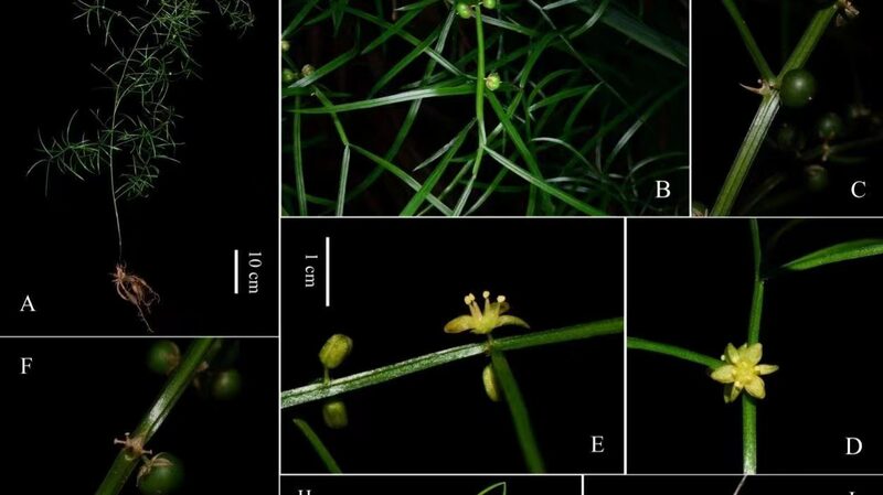 New_Species_Alert__Asparagus_dabieshanensis_Discovered_in_China_s_Dabie_Mountains - News for amigos, by amigos New_Species_Alert__Asparagus_dabieshanensis_Discovered_in_China_s_Dabie_Mountains