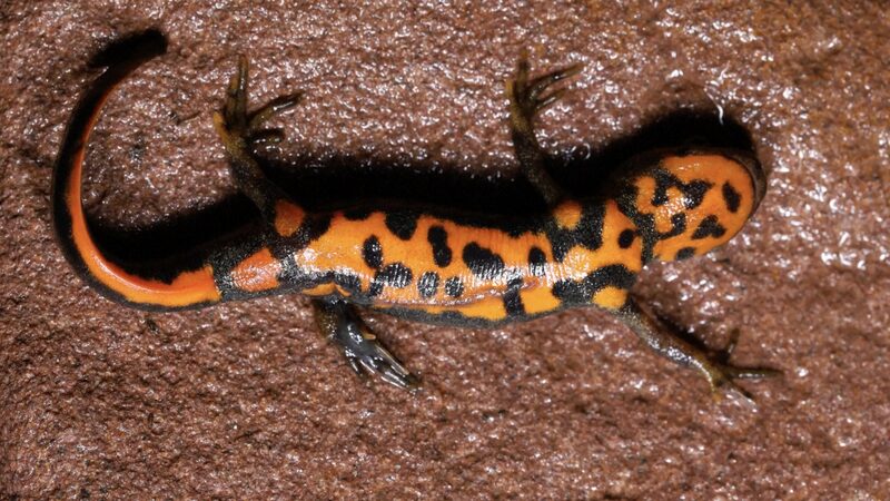 New_Species_Alert__Mt__Huanggang_Fire_Bellied_Newt_Found____ video poster