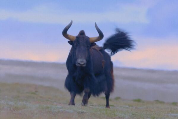 New Tech Helps Tibetan Antelopes Thrive on the Qinghai-Xizang Plateau 🦌🌿 New_Tech_Helps_Tibetan_Antelopes_Thrive_on_the_Qinghai_Xizang_Plateau___ video poster